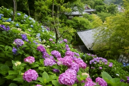 紫陽花　長谷寺