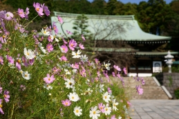 秋桜　龍宝寺