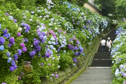 紫陽花　成就院