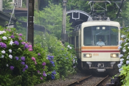 紫陽花　御霊神社