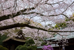 桜　報国寺