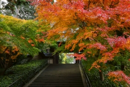 紅葉　円覚寺