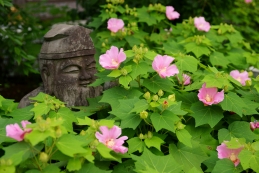 芙蓉　妙隆寺