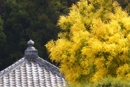 ミモザ　来迎寺（材木座）