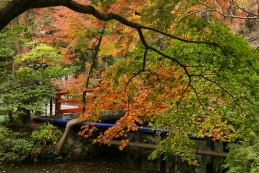 紅葉　鶴岡八幡宮