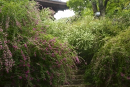 萩 海蔵寺