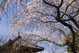 しだれ桜　本覚寺