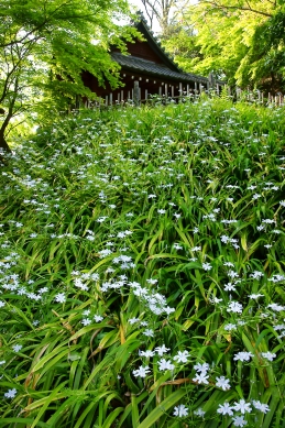 シャガ　妙本寺