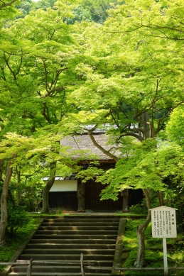 新緑　円覚寺居士林