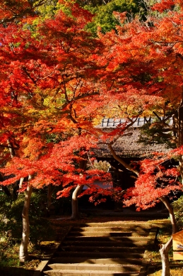 紅葉　円覚寺