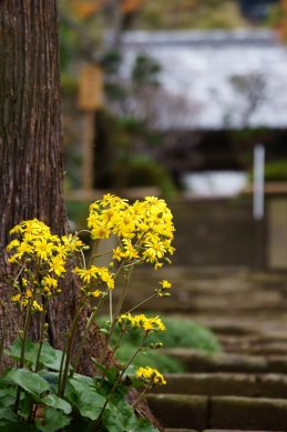 ツワブキ　建長寺