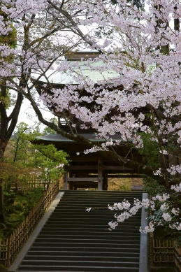 桜　円覚寺