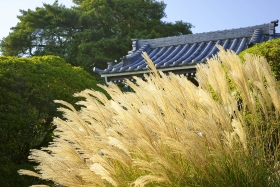 ススキ　安養院