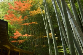 孟宗竹　報国寺