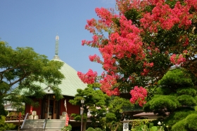 百日紅（サルスベリ）　本覚寺