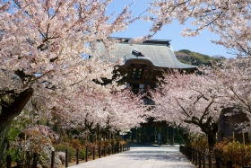 桜　建長寺