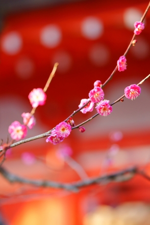 荏柄天神社寒紅梅