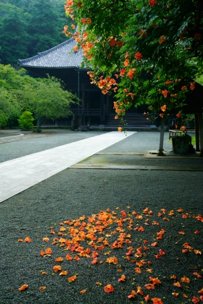 妙本寺4