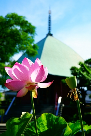 本覚寺1