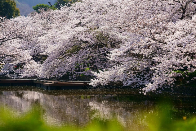 満開の桜を映す源氏池 鶴岡八幡宮 和風リゾートホテルkkr鎌倉わかみや