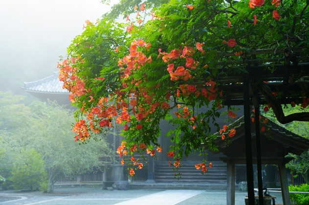 幻想的】朝霧に包まれた境内に咲くノウゼンカズラ～妙本寺 | 和風