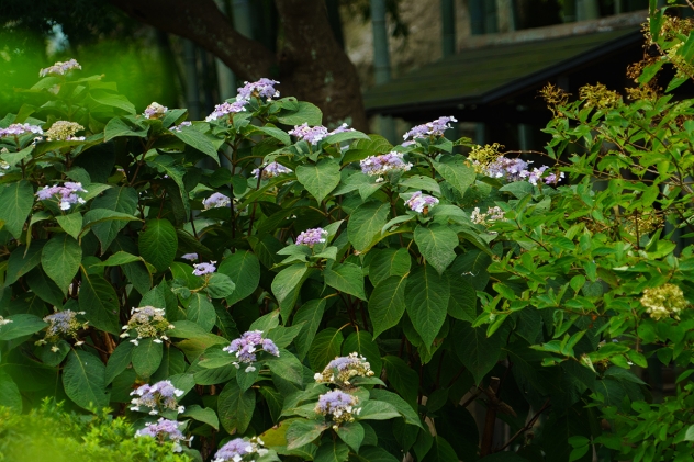 夏の終り 秋の初めに咲く紫陽花 玉紫陽花咲く英勝寺 和風リゾートホテルkkr鎌倉わかみや