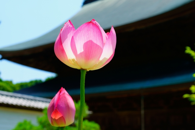 建長寺　ハス