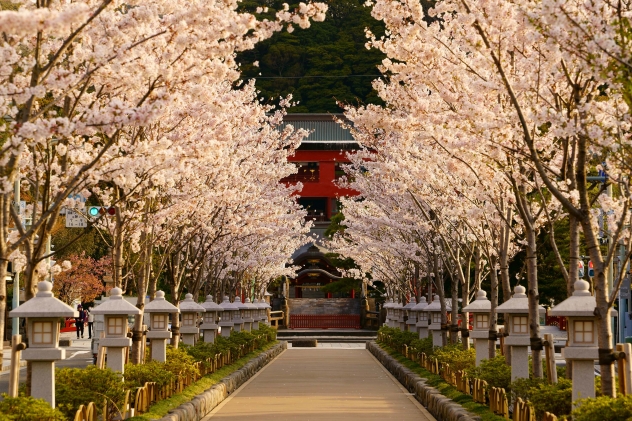 朝日に輝く満開の桜並木 段葛 鶴岡八幡宮 和風リゾートホテルkkr鎌倉わかみや