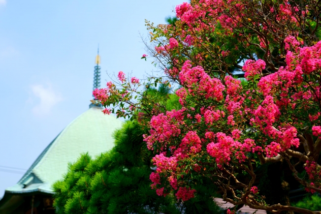 夏空に映える赤い花 百日紅 が見ごろ 本覚寺 和風リゾートホテルkkr鎌倉わかみや