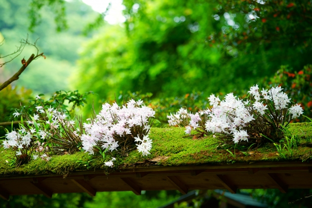 セッコクの花