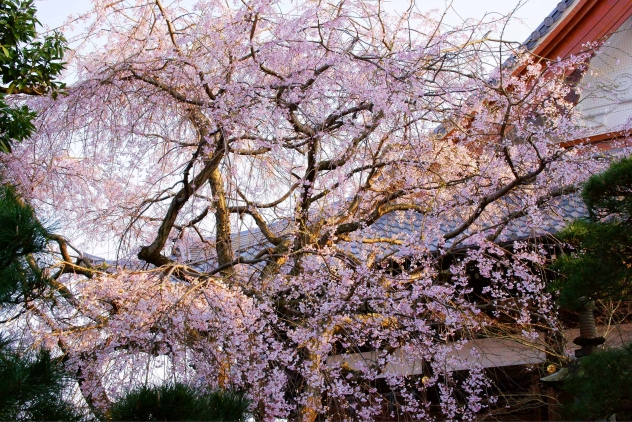 本覚寺しだれ桜