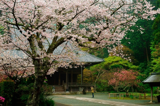 妙本寺　桜