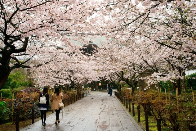 建長寺　桜