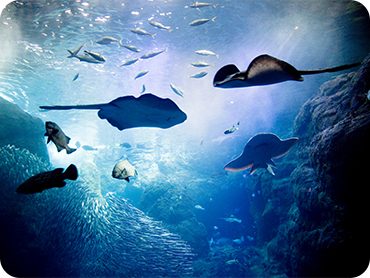 新江ノ島水族館