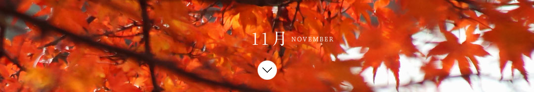 11月